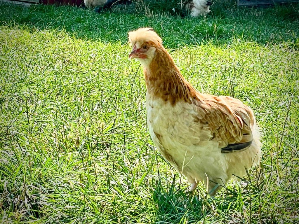 Wirtsbauer Sulmtaler Huhn ©VANLIFE Magazin