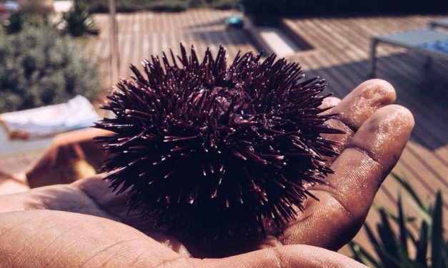 Gastbeitrag: Alle Tricks, um Seeigel zu essen