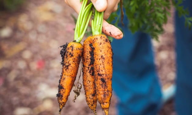 Einkaufen mit Mehrwert: die besten Regionalläden in Niederösterreich