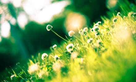 Camping-Ausflug im Frühling: Ostermarkt, Städtetrip, Landgasthof